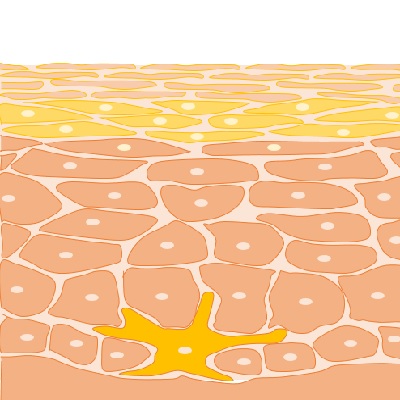美肌のカギをにぎる角化細胞とメラノサイト | 美容トピックス