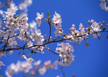 桜の開花を予感させる香りの力 | 賢脳トピックス
