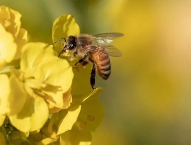 ミツバチからの贈り物 | 健康トピックス