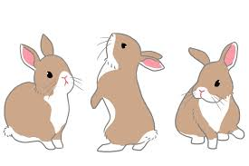ウサギと漢方生薬 | 健康トピックス