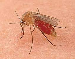 蚊の吸血とそれを利用した針 | 健康トピックス