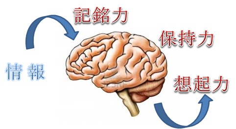 勉強法・記憶脳