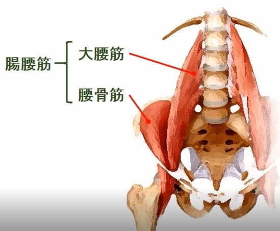 肋骨と骨盤の間を広げるためにストレッチされる腸腰筋